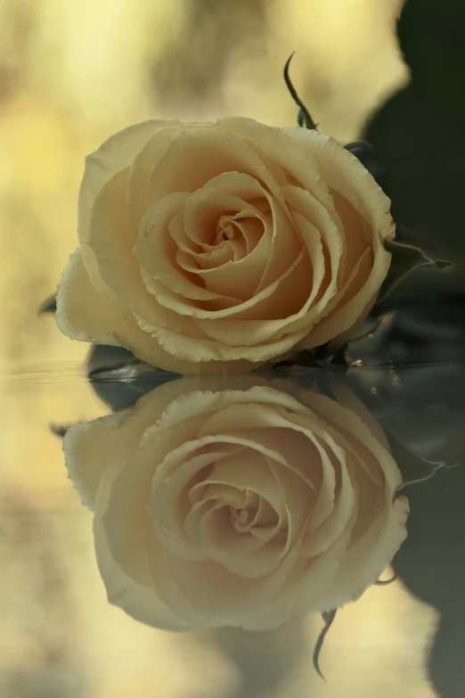 a close - up view of a single rose on a surface of water