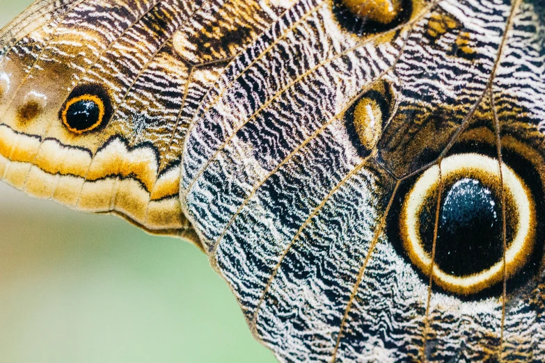 the side of a moth's body showing it's intricate pattern