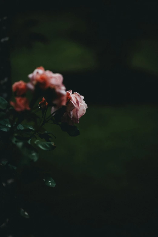 several pink flowers in a vase against a black background