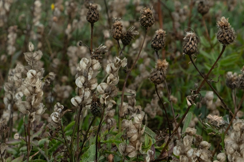 several buds that are sitting in some grass