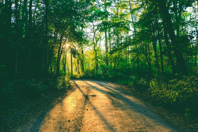 a dirt road with a person walking down it in the middle of the woods