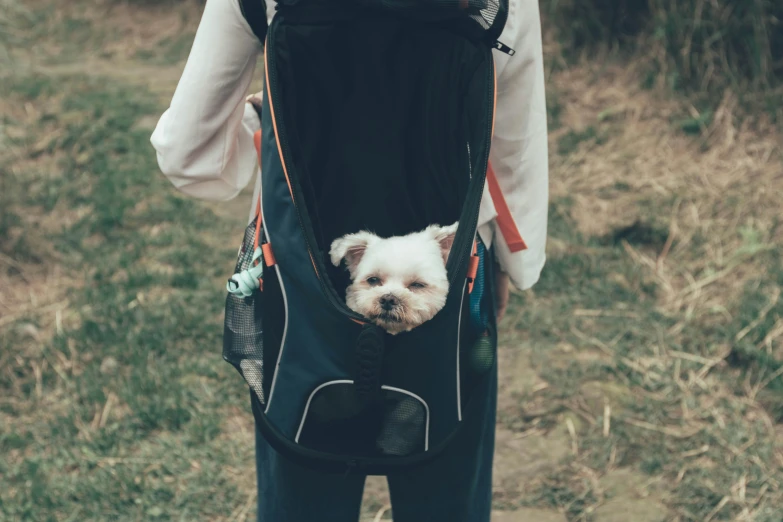 small white dog in a backpack strapped on to a man's back