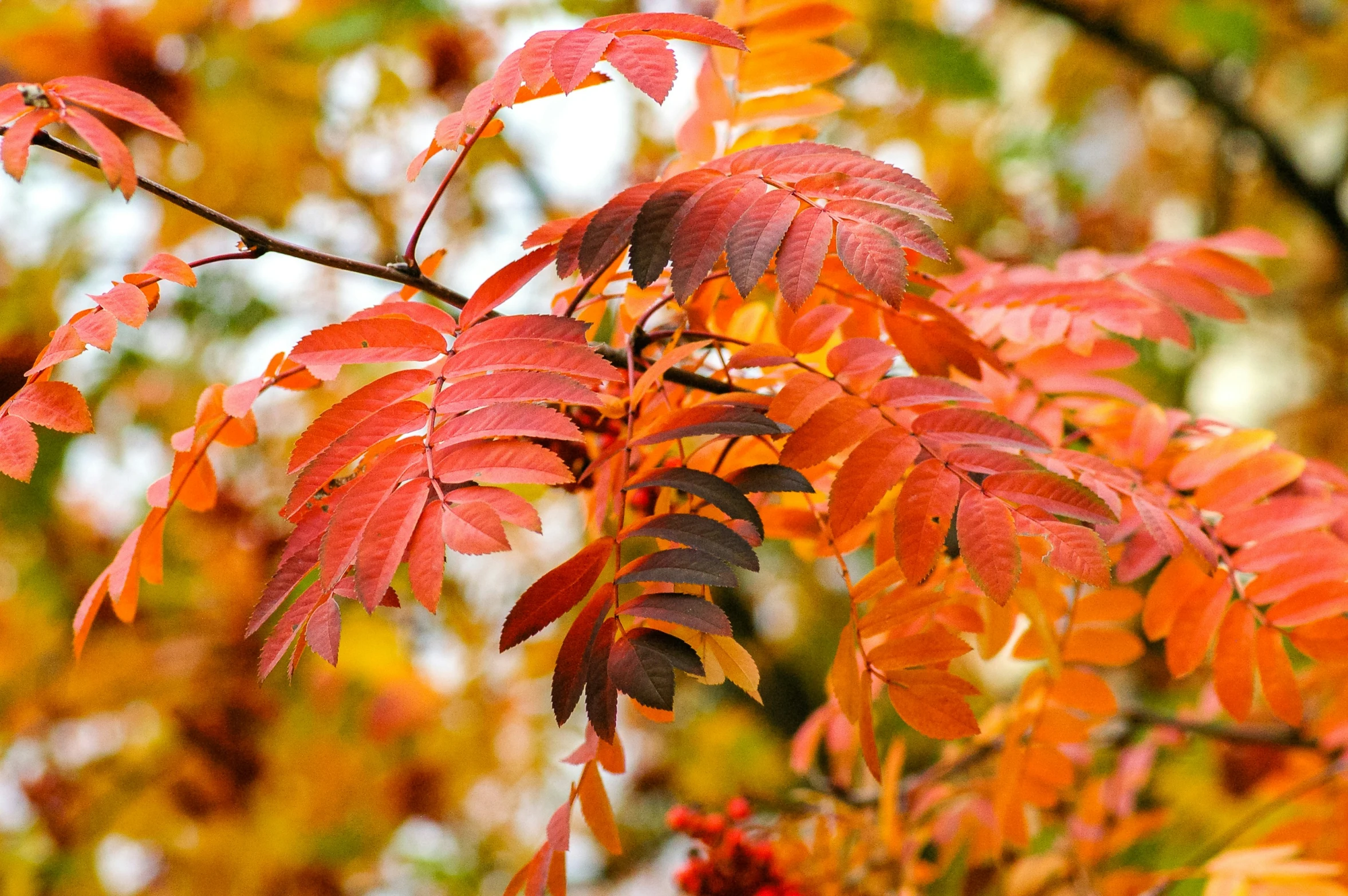 an orange and red tree is in fall