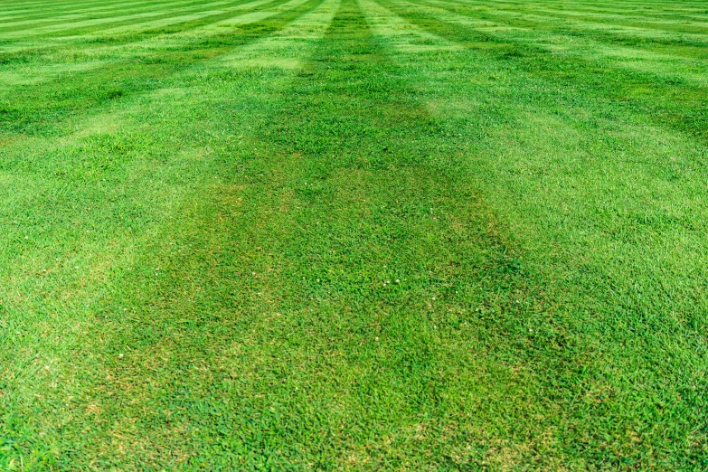 the shadows of two green grass field