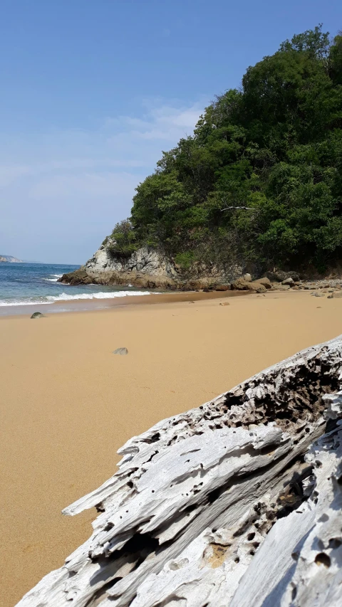 beach scene with trees and shrubs in the background