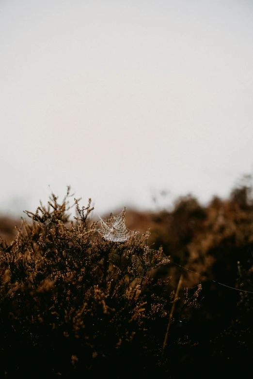 a spider web sitting on top of some plants