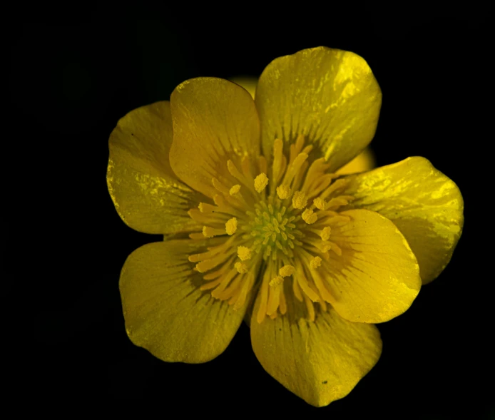 the center of the flower is glowing yellow