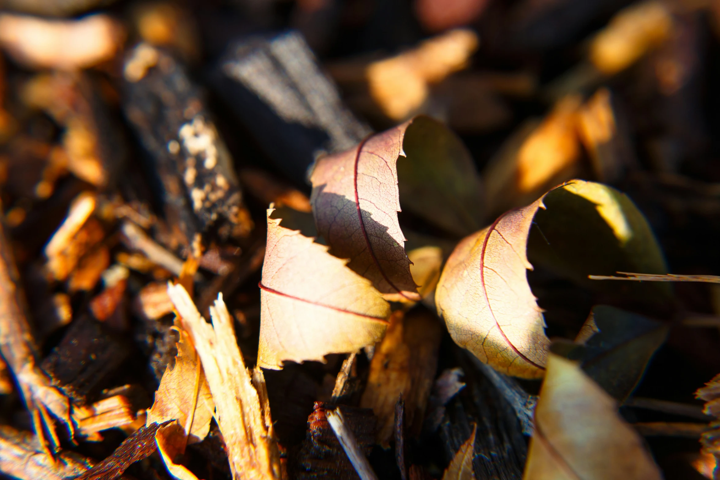 a close up po of some leaves with only the middle showing