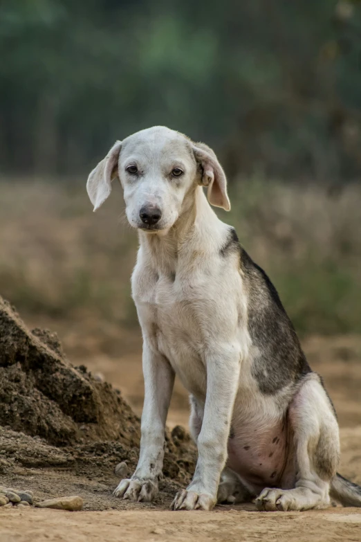 a dog is sitting on the ground by a rock