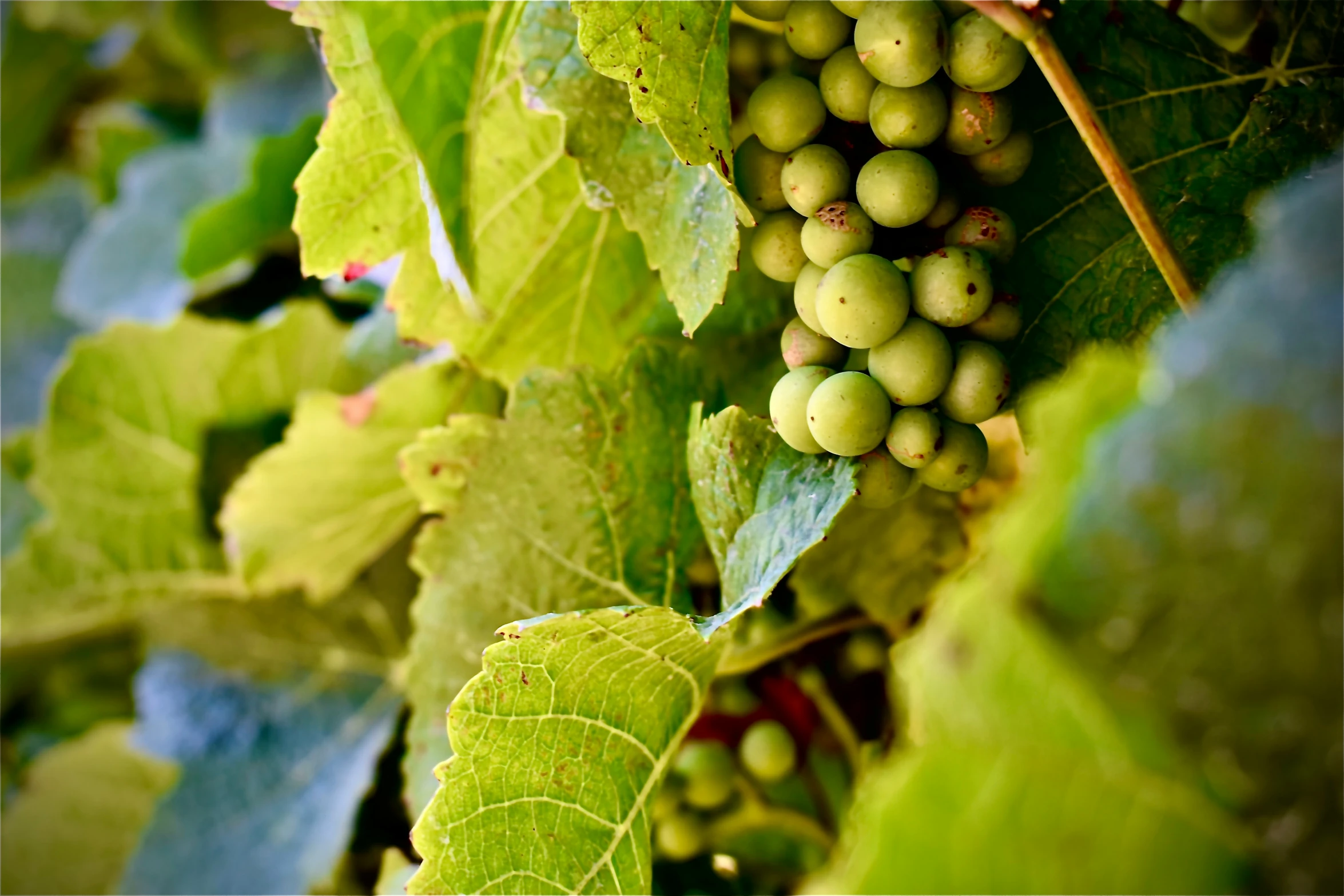 white gs in clusters on the vine