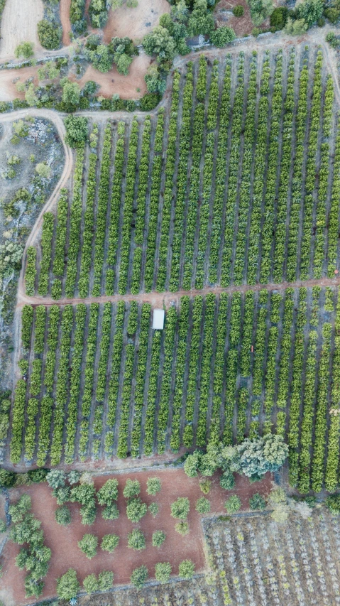 aerial view of many rows of young trees growing