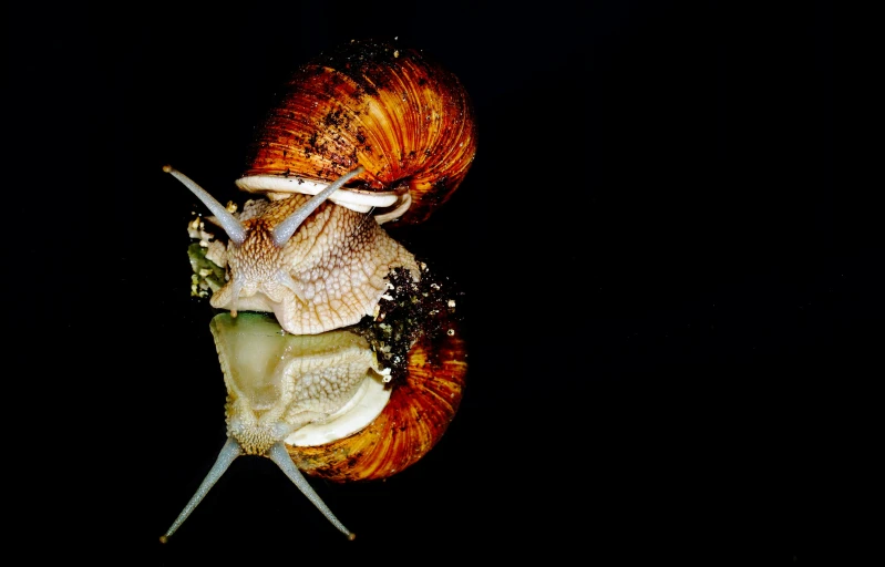 a snail is laying on its shell on a black background