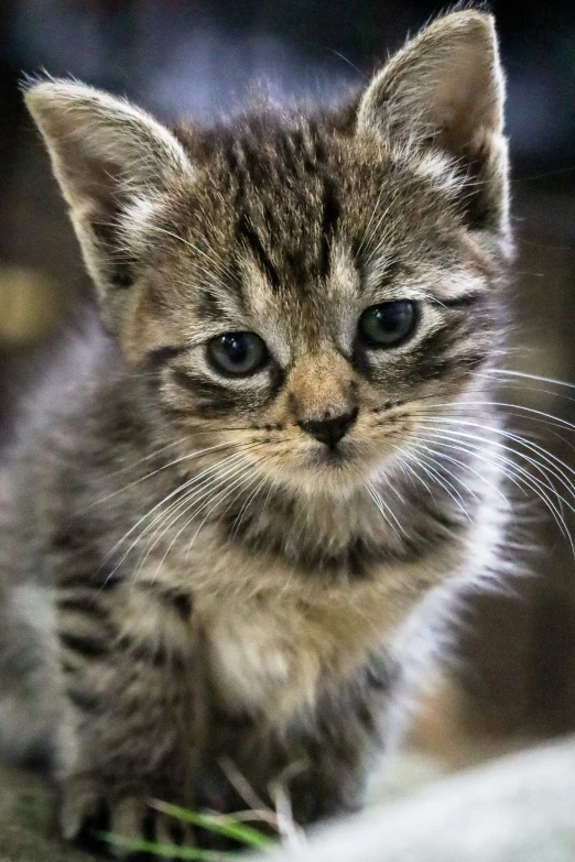 this is a kitten staring at the camera