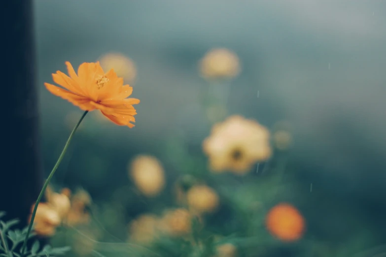 an orange flower is on a green plant