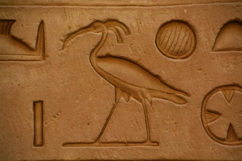 an image of a bird with a strange beak
