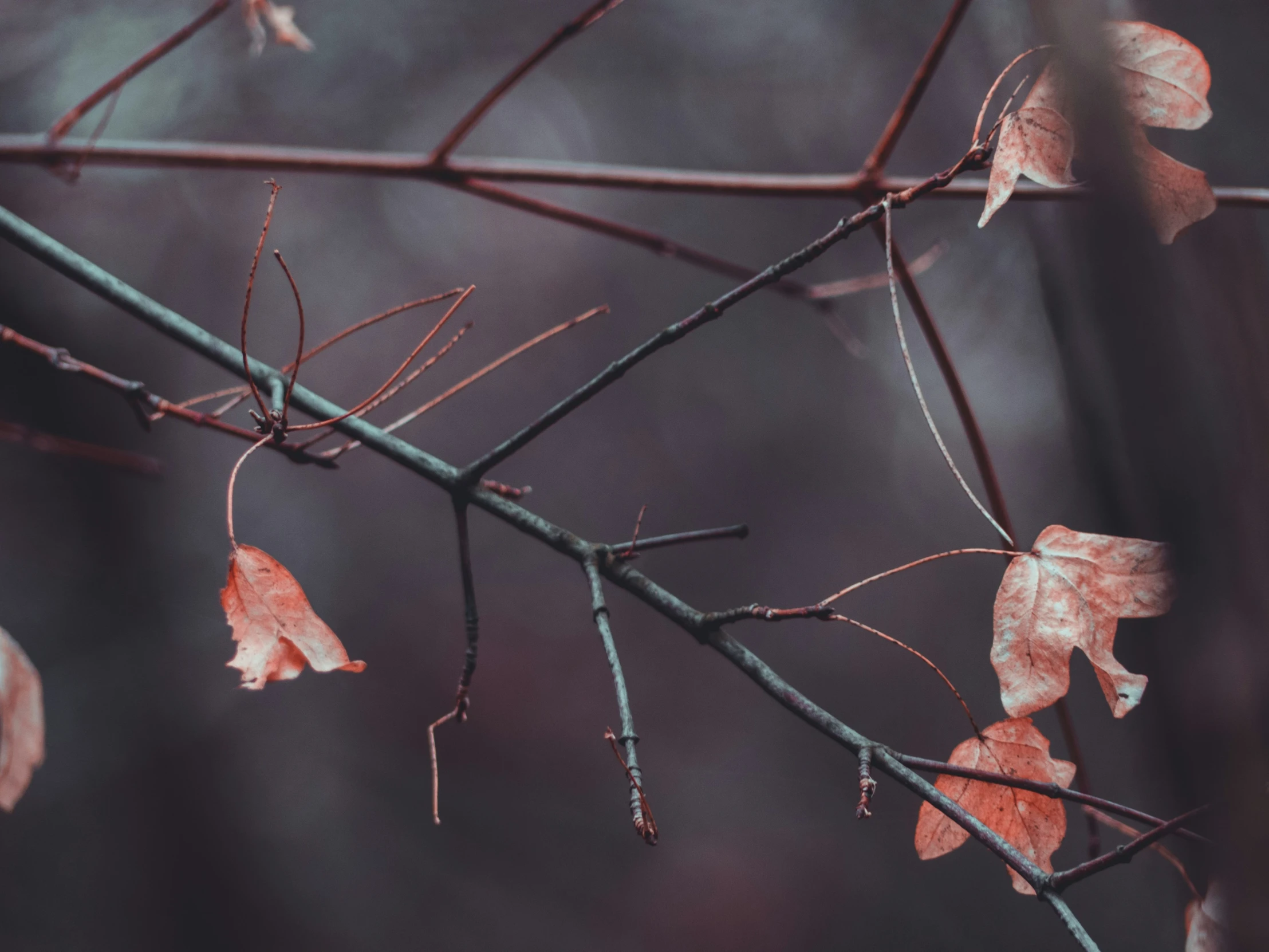 several leaves are splayed on a nch