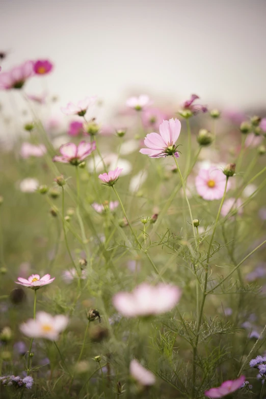 some very pretty pink flowers in a field