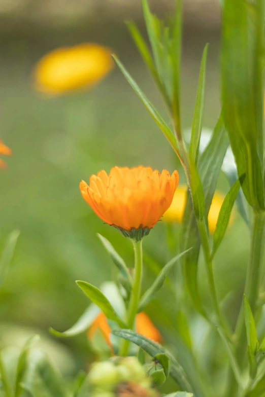 a small orange flower standing in a garden