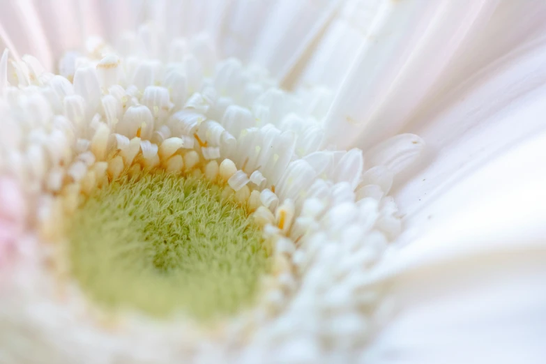 the inside of a flower that has white petals