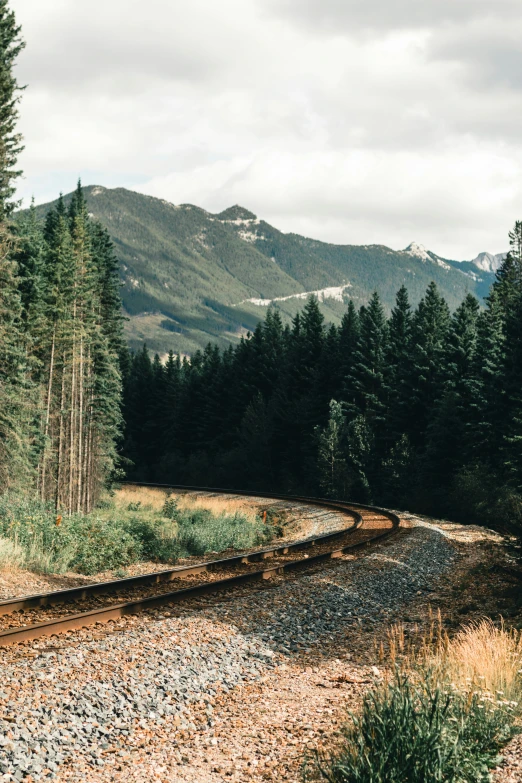 a railroad track in the middle of a forest filled with trees