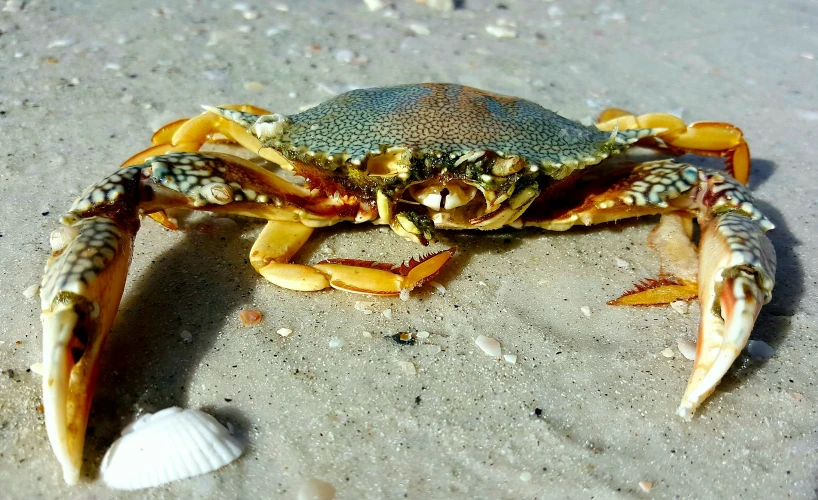 blue crab walking on the sand next to a white shell