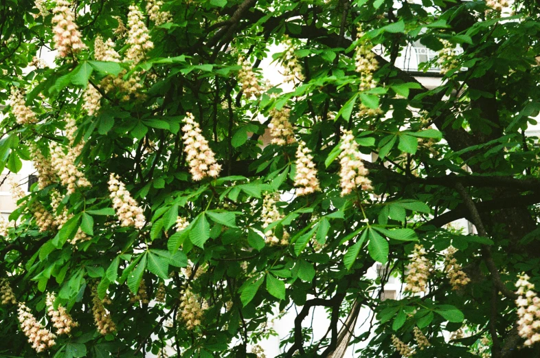 several white flowers are hanging on a tree