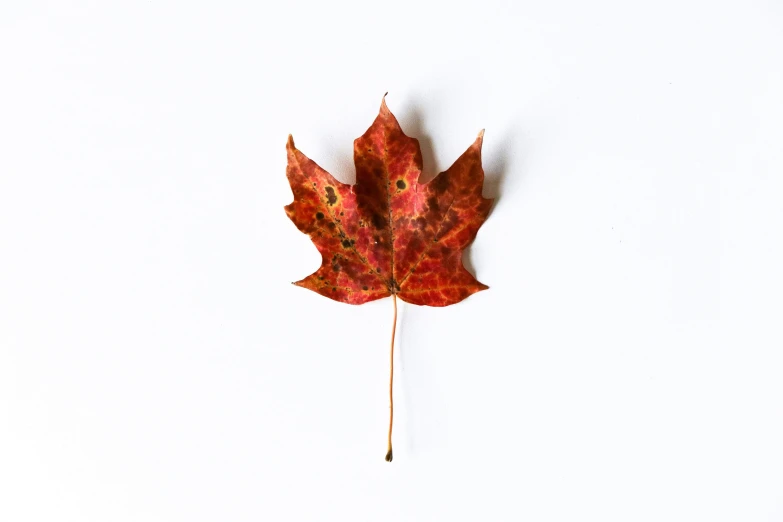 a single leaf laying on top of a white table