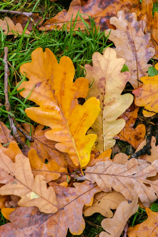 leaves on the ground near a field with grass