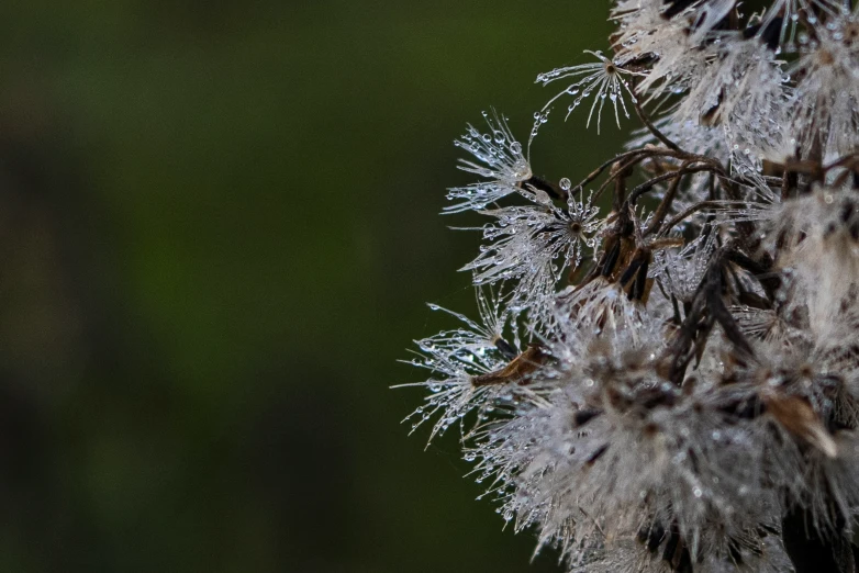 a frozen dandelion in close up on the stem