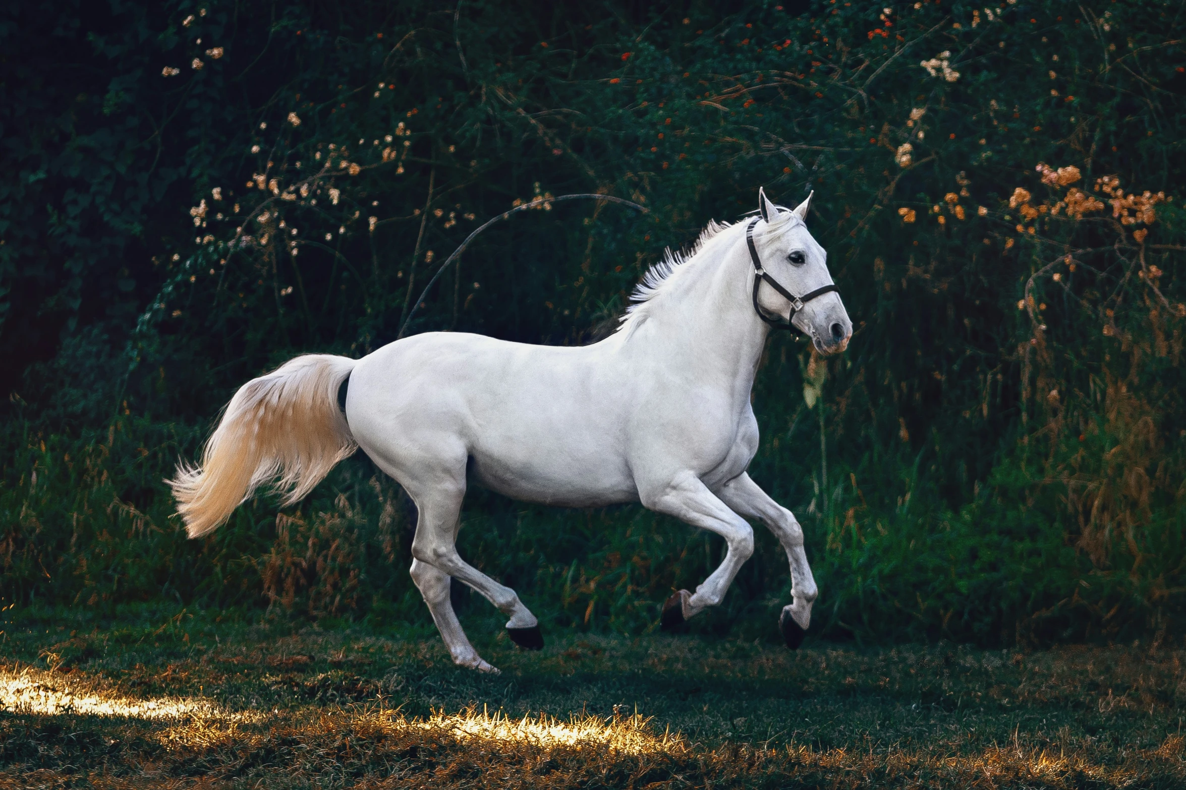 a white horse runs through a field by trees