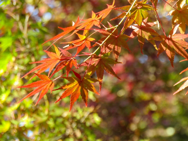 close up of the leaves of a tree in autumn