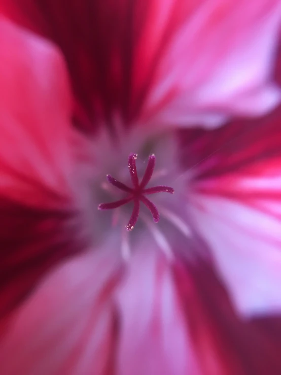 this flower is pographed close up as it displays the center