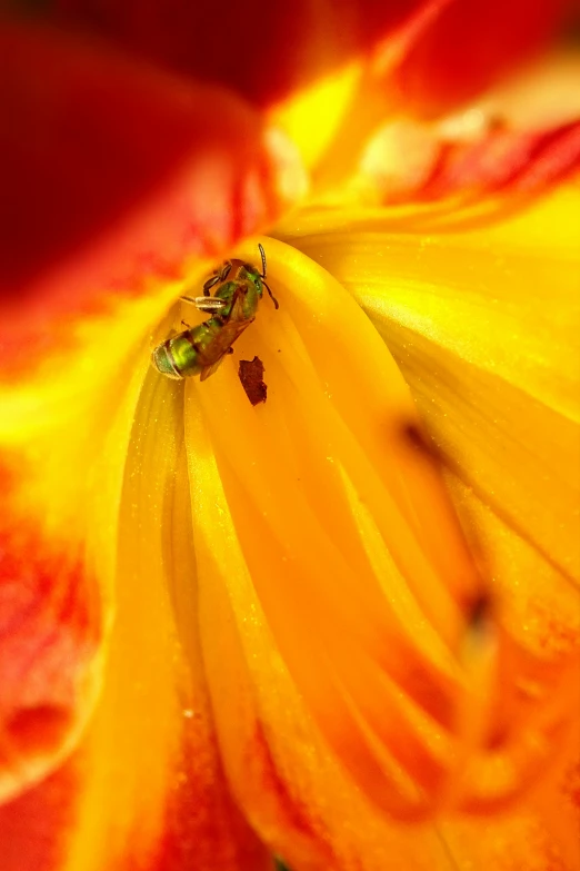 a fly is on top of the large yellow flower