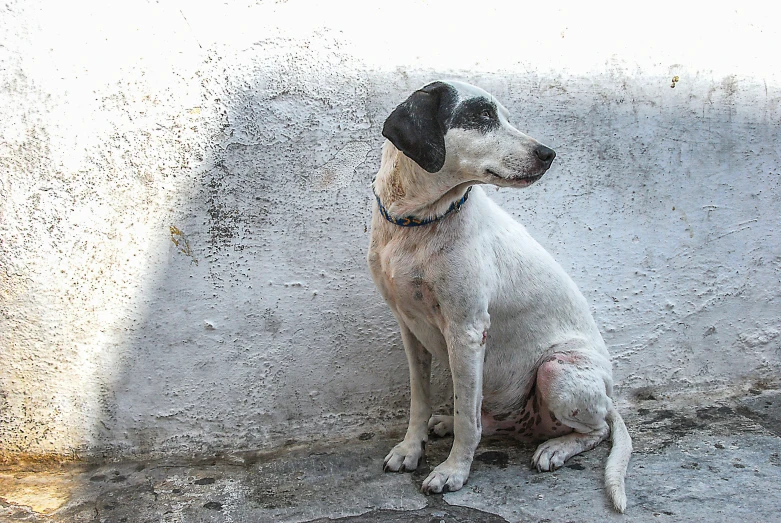 a dog on the side of a road covered in tiny dots