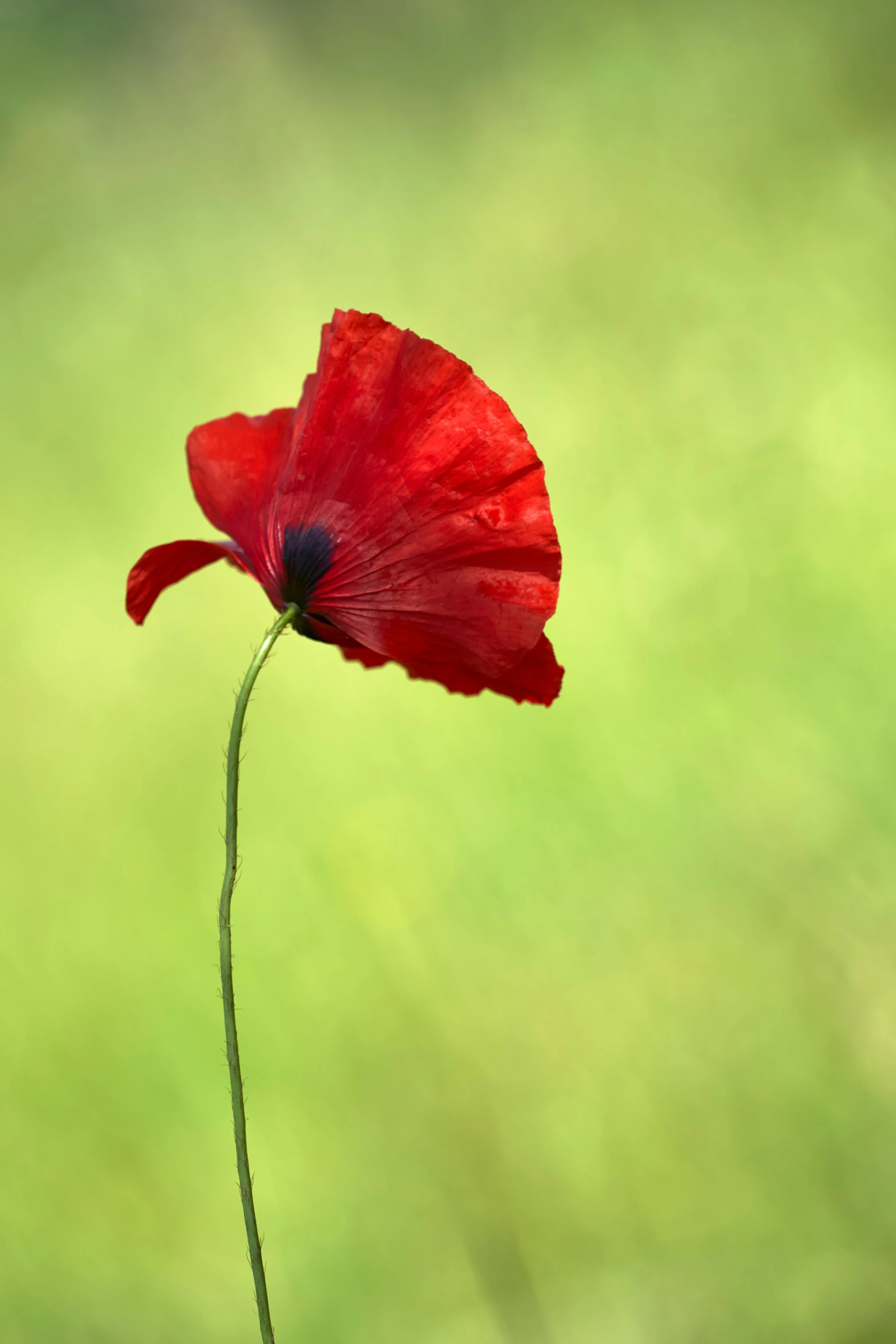 a large red flower on a green and green background