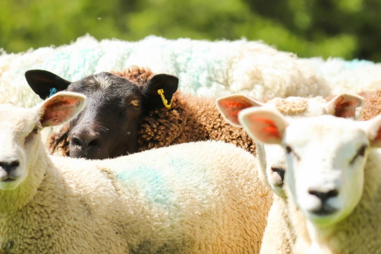 a herd of sheep standing next to each other