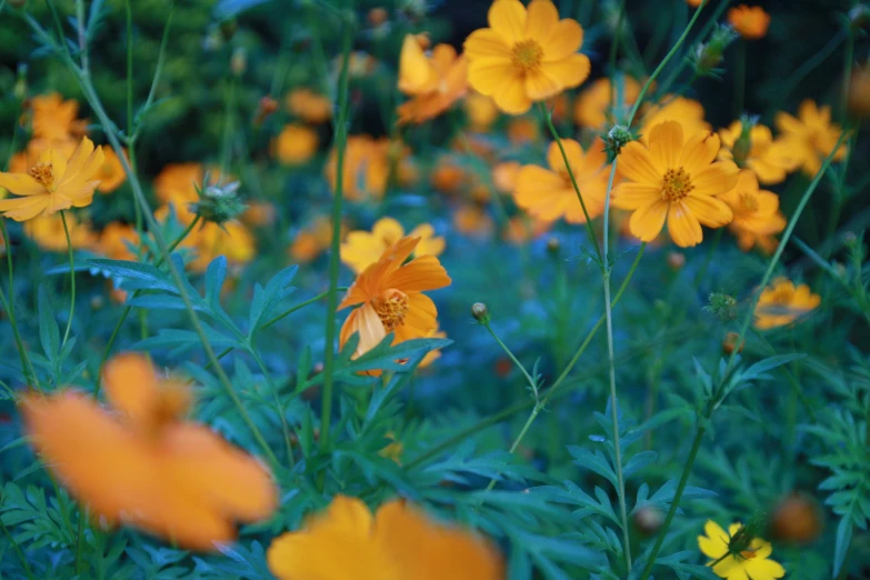 a flower field full of yellow flowers in bloom