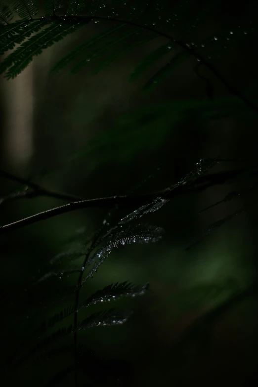 water drops sitting on a green leaf with dark background