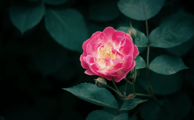 an ornate pink flower with green leaves