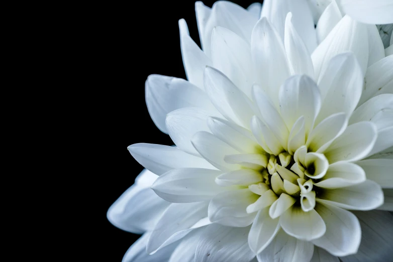 the close up of a white flower with some water droplets