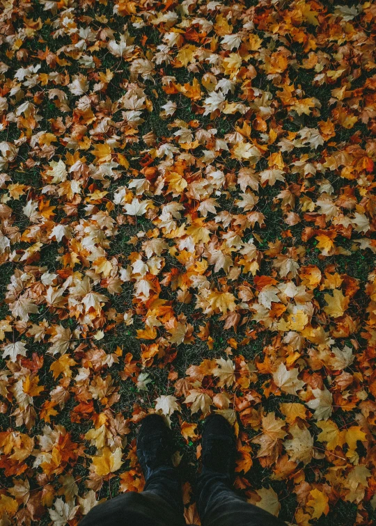 view from up high looking down at a person's feet, surrounded by colorful leaves