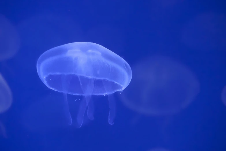 a jelly fish floating on a blue background