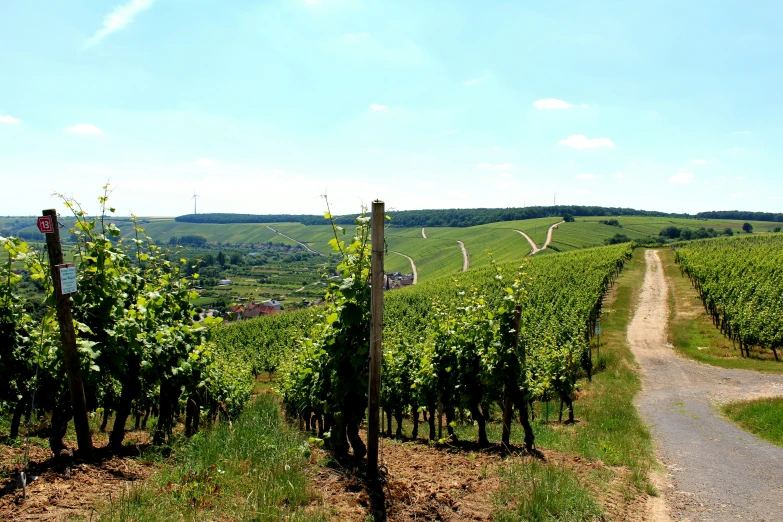 the pathway winds through the field towards the green hill side