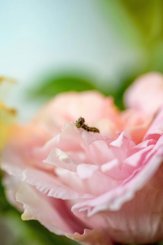 a close up of the inside of an opened flower