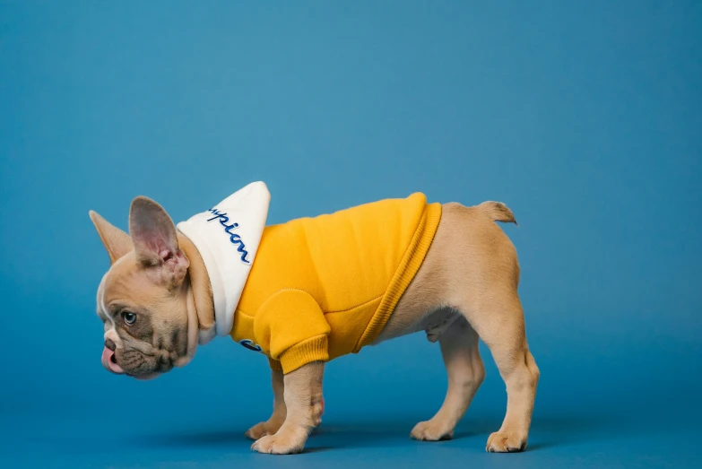 a french bulldog in a yellow shirt looking at the camera