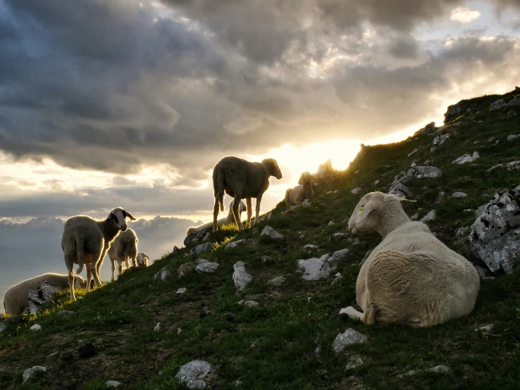 some sheep grazing on a rocky mountain under a cloudy sky