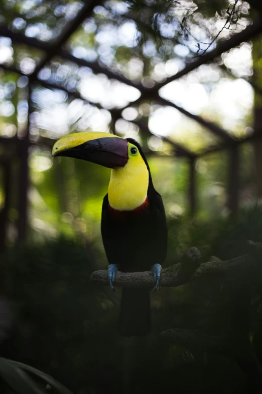 a large colorful bird sitting on top of a nch