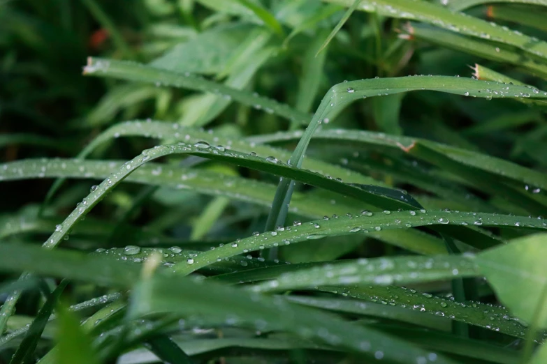 close up image of dew covered plants in the morning