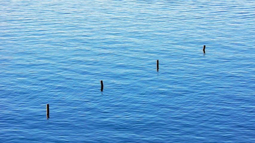 two wooden posts sticking out of the water