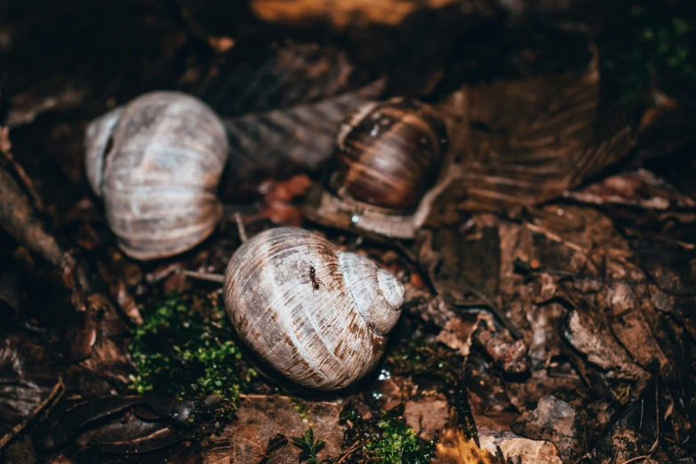 three snails standing on the ground surrounded by leaves